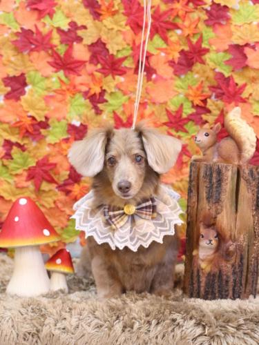 20241123桃ちゃん